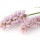Polygonum