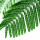 Mimosa leaves
