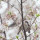 Cherry leaf