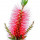 Bottlebrushes