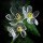Skeleton flower (Diphylleia Grayi)