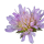 Field scabious