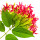 Rangoon creeper
