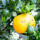 Chinotto