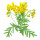 Tansy