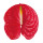 Flamingo flower (Anthurium)