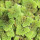 Azolla