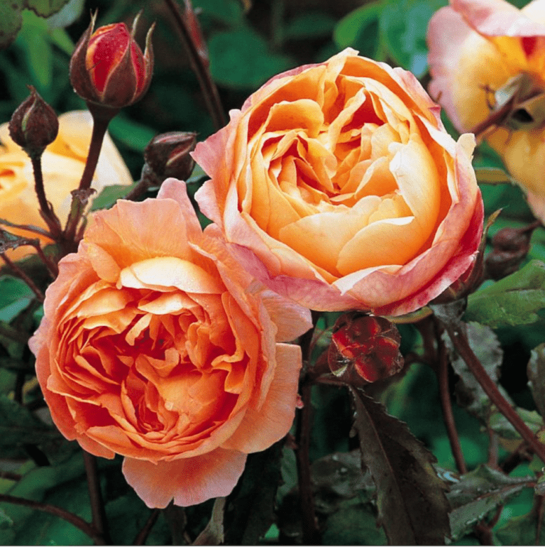 David Austin Roses