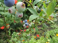 Blueberries