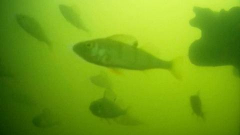 Fish in green water