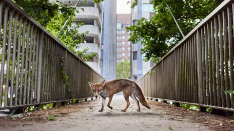 A fox seen sideways, looking at the lens. We are looking down a bridge with two tall buildings in the background. One is a multi-story car park, the is a blue and grey office or residential block.
