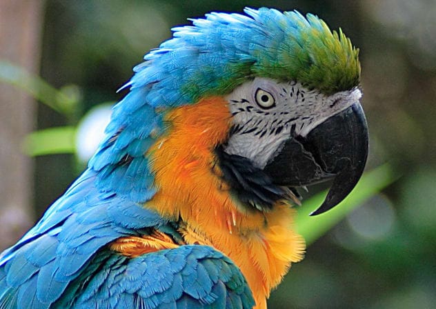 A parrot. Illustration. 