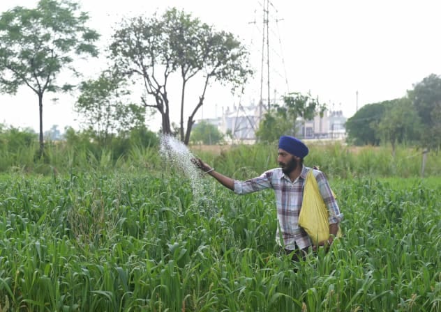 A farmer sprinkles fertiliser on crops in a field on the outskirts of Amritsar on April 9, 2026. 
