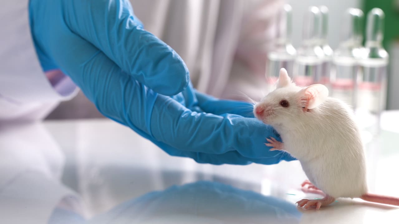 Laboratory mice.