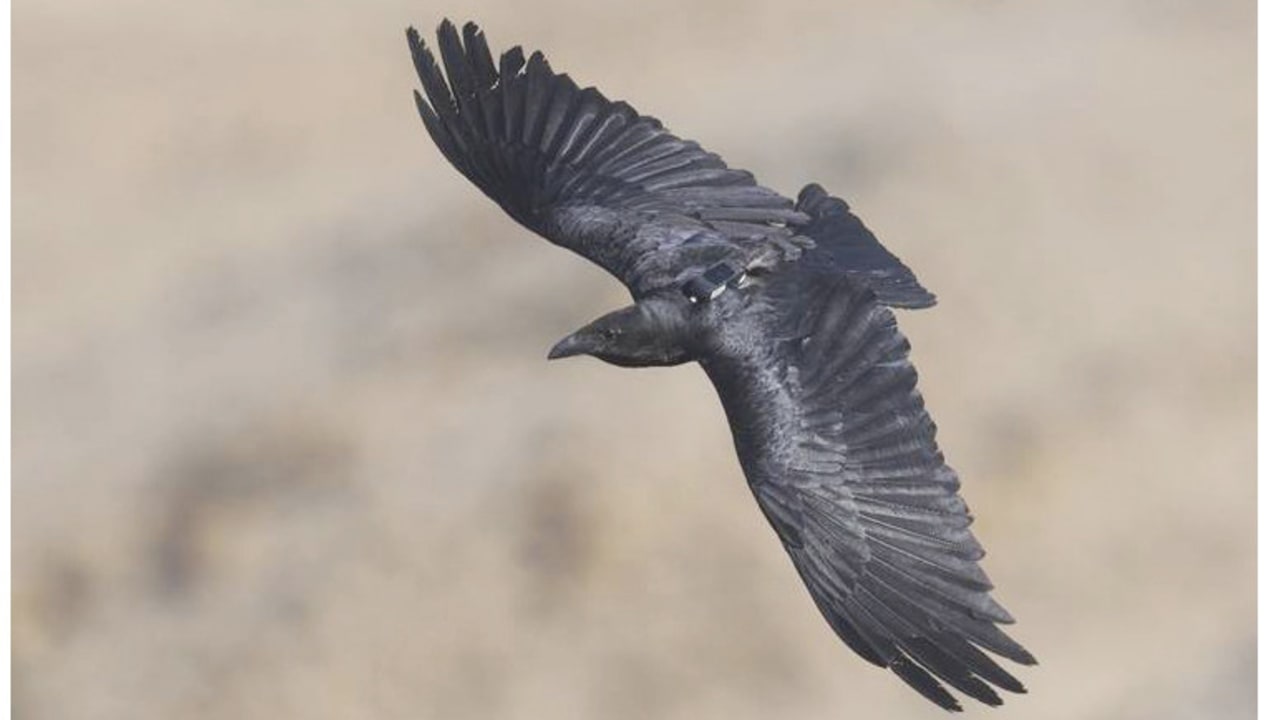 A Fan-Tailed raven, in Mitzpe Shalem, near the Dead Sea. 