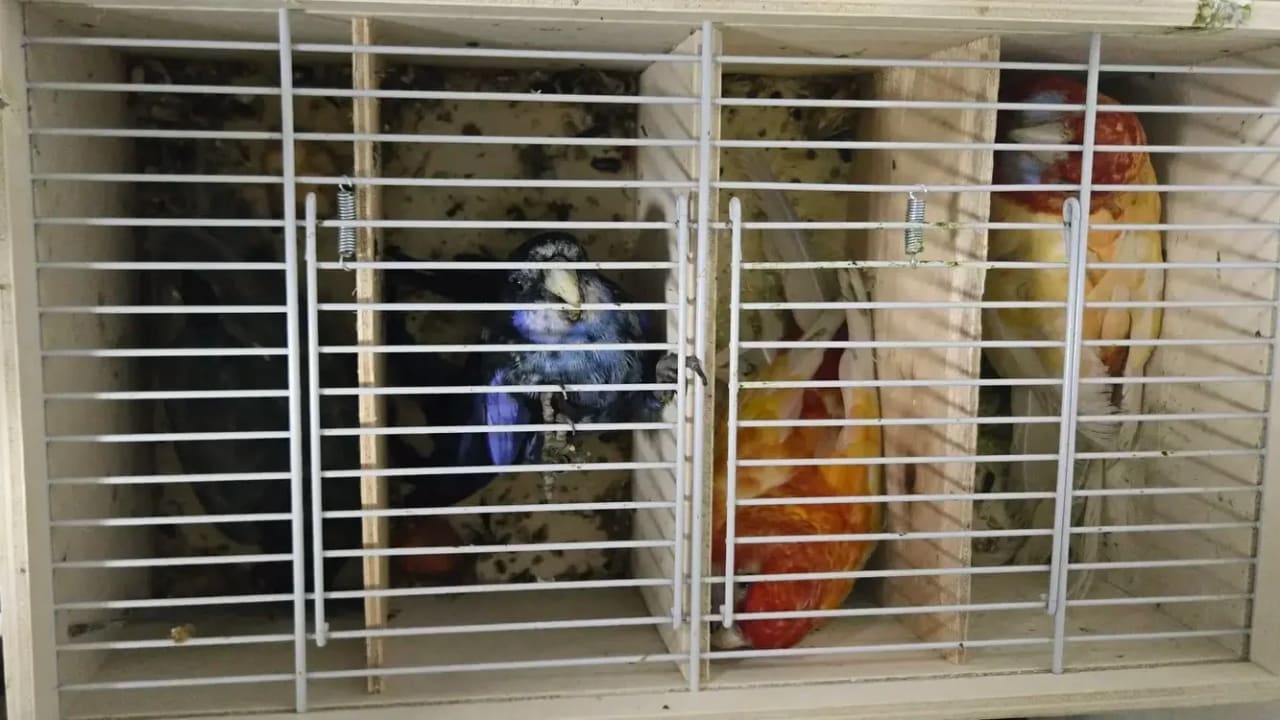 Customs inspectors at Ben-Gurion Airport thwarted an attempt to smuggle about 20 parrots of special breeds