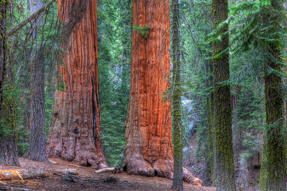 sequoia-1