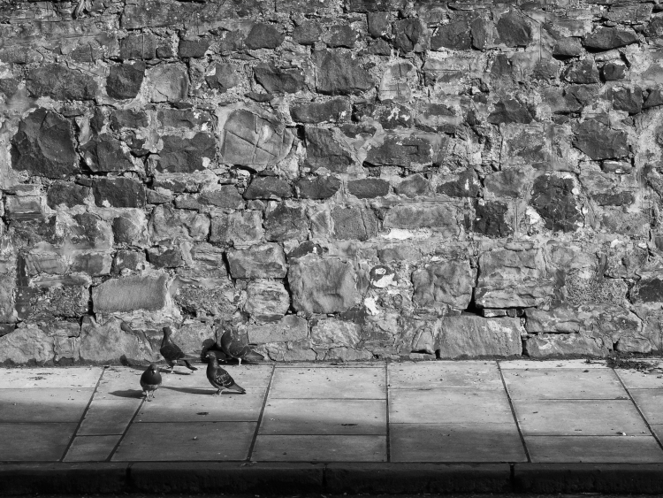Pigeons