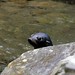 Wide-eyed seal pup