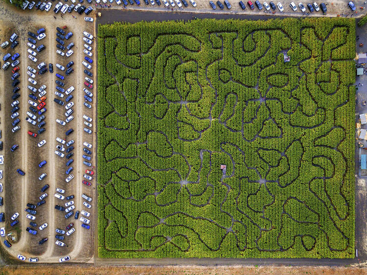 The best corn mazes in the Bay Area this fall The best corn mazes in the Bay Area this fall