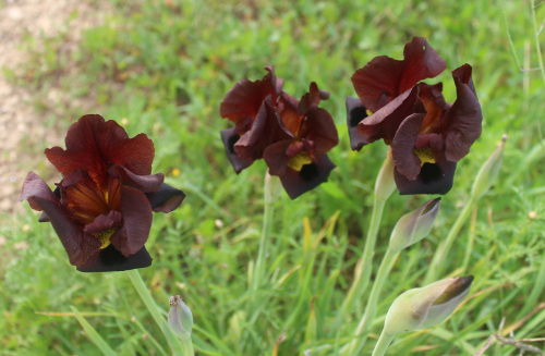 irises