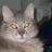 Clutter of Felines