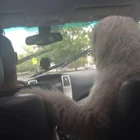 r/Weird - Our family dog will cry non stop in the car unless he is up front and touching my mom.