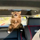 r/Catswhoyell - The triumphant yell of my brother's cat who escaped his kennel on the way to the vet.