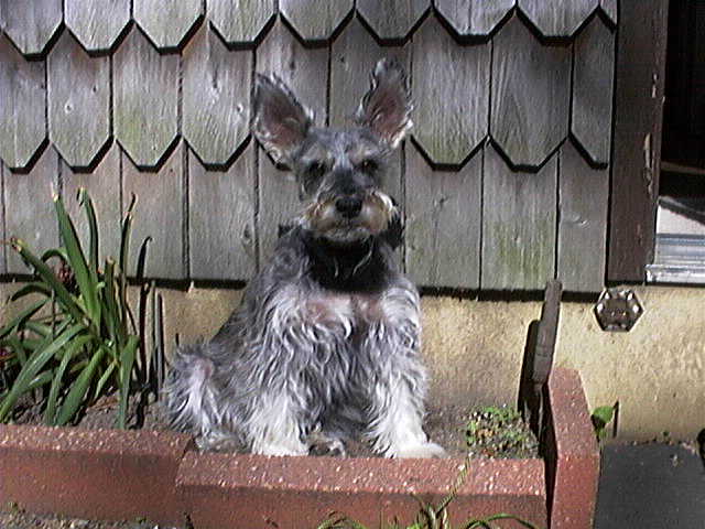Cleo
