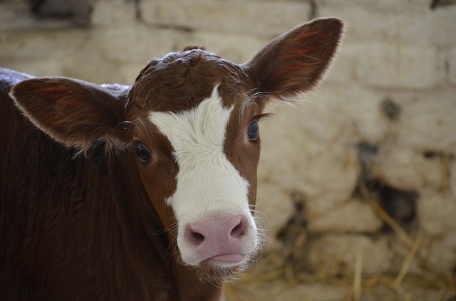 calf