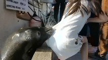 Sea lion grabs young girl from dock, pulls her underwater