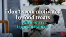 Secrets Your Dog Won E2 80 99t Tell You