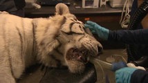 Rescue center in Indiana cares for big cats