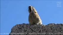 Un Pika chante du Freddy Mercury… LA vidéo qui fait le buzz ! AJB