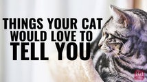 Things Your Cat Would Love to Tell You