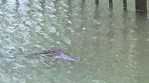 Gators swim over fence into Texas woman's backyard during Harvey