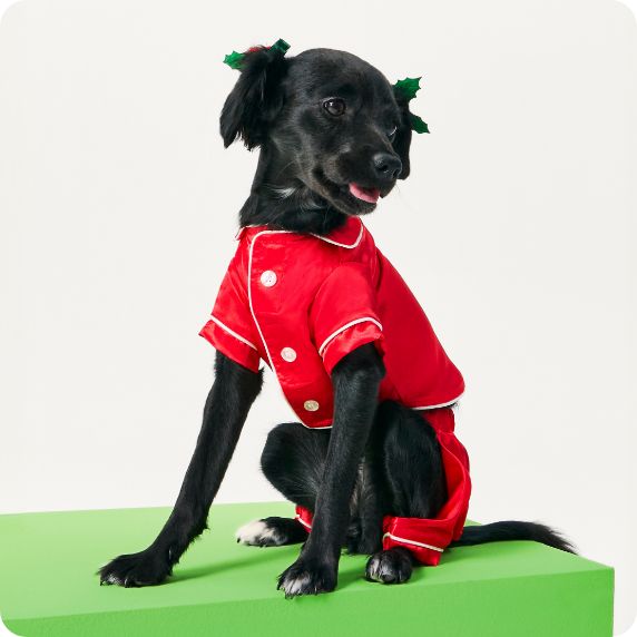 Dog sitting and wearing red pajamas		
