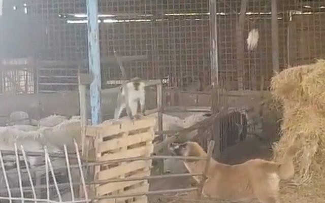 A monkey, which escaped from a farm in southern Lebanon and crossed into Israel, encounters a puzzled dog in a sheep pen. (Twitter screenshot, May 26, 2019) A monkey, which escaped from a farm in southern Lebanon and crossed into Israel, encounters a puzzled dog in a sheep pen. (Twitter screenshot, May 26, 2019)