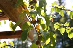 Hardy Kiwis