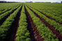 Agriculture and Food