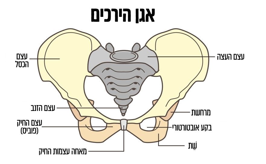 כאבים במפשעה בהריון כאבים במפשעה בהריון