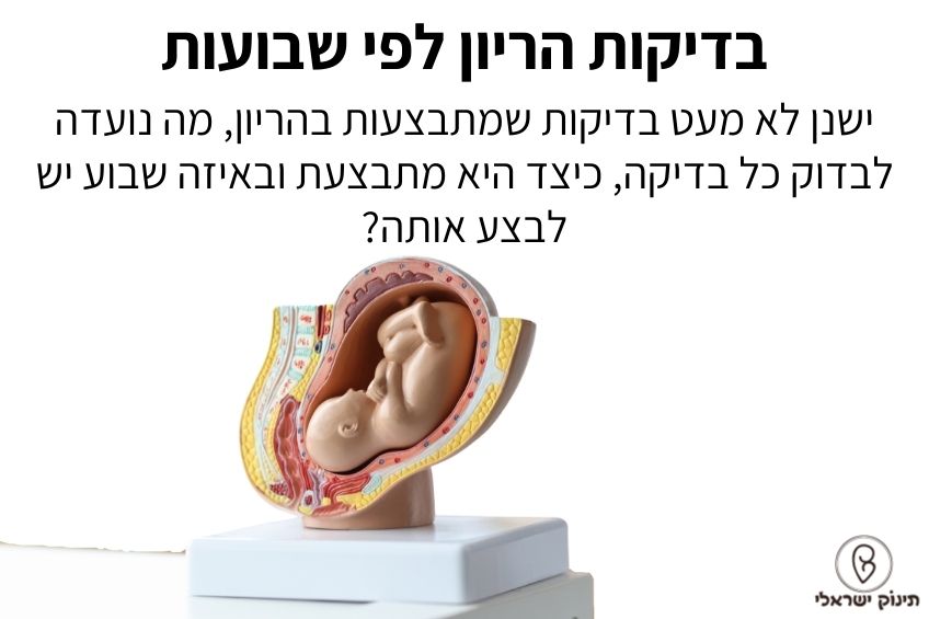 בדיקות הריון לפי שבועות בדיקות הריון לפי שבועות