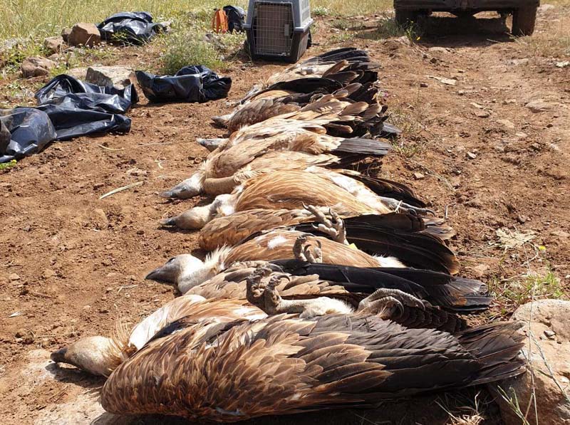 Suspect Arrested in Golan Eagle Poisoning