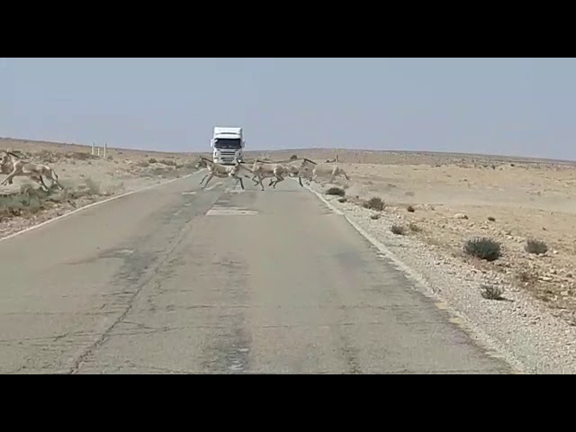 Watch: Kamikaze Wild Donkeys in Negev Mountain Nature Preserve