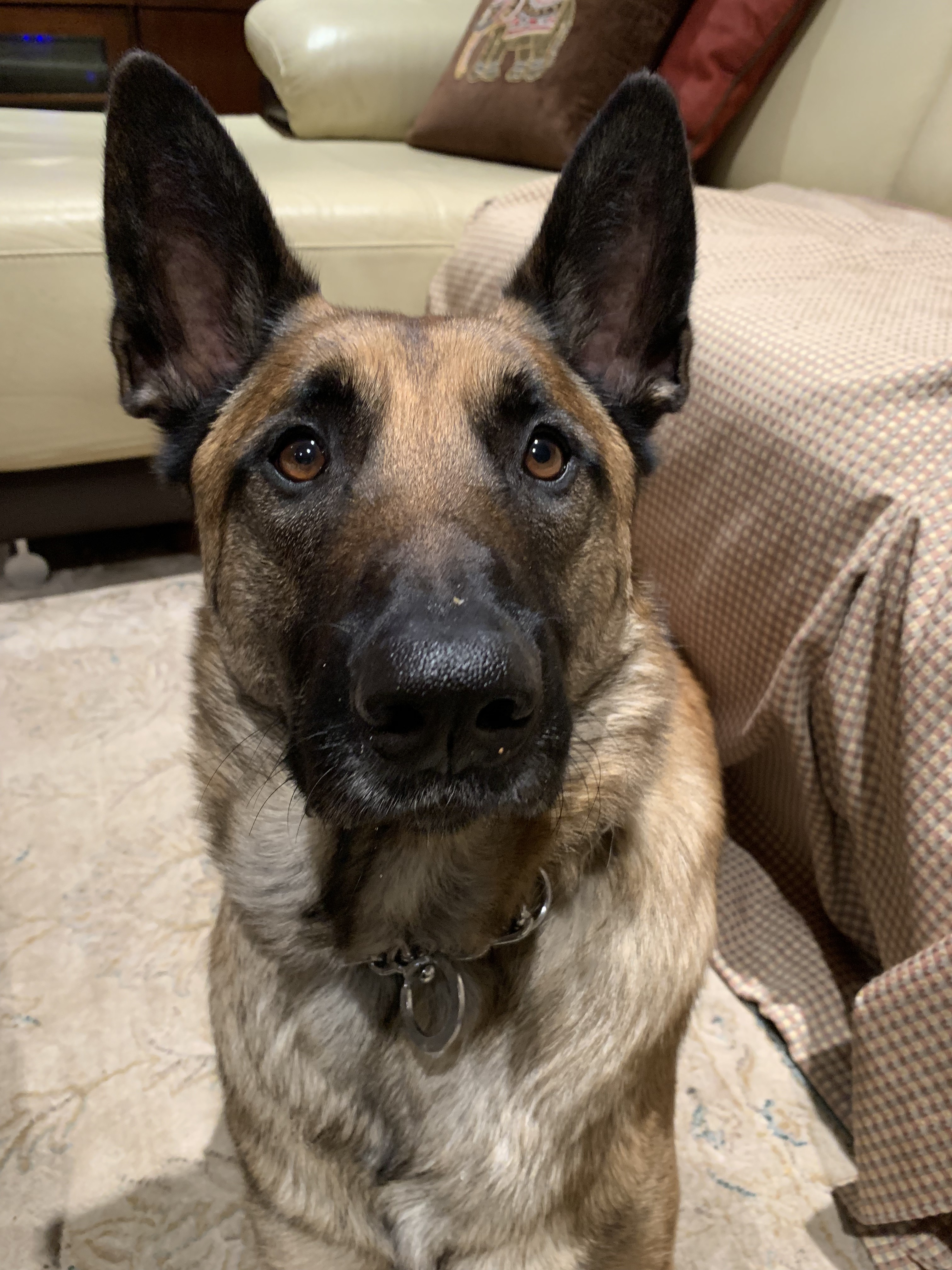 Buddy