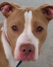 Another Dog