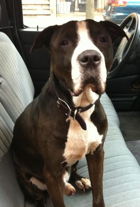 Another Dog2