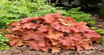 Acers