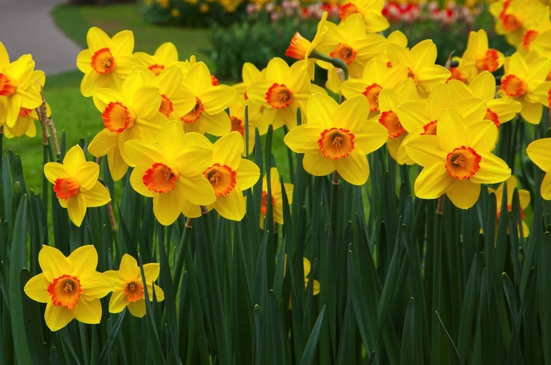 Daffodil Flowers