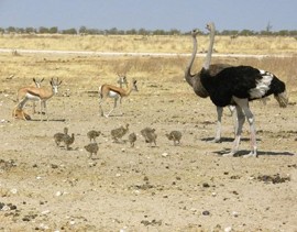 משפחת יענים (צילום: Elizabeth Weir): כמה מידע העבירו הוא [האב] וקאמלה [האם] לצאצאים על הסביבה,  על סכנותיה ועל...